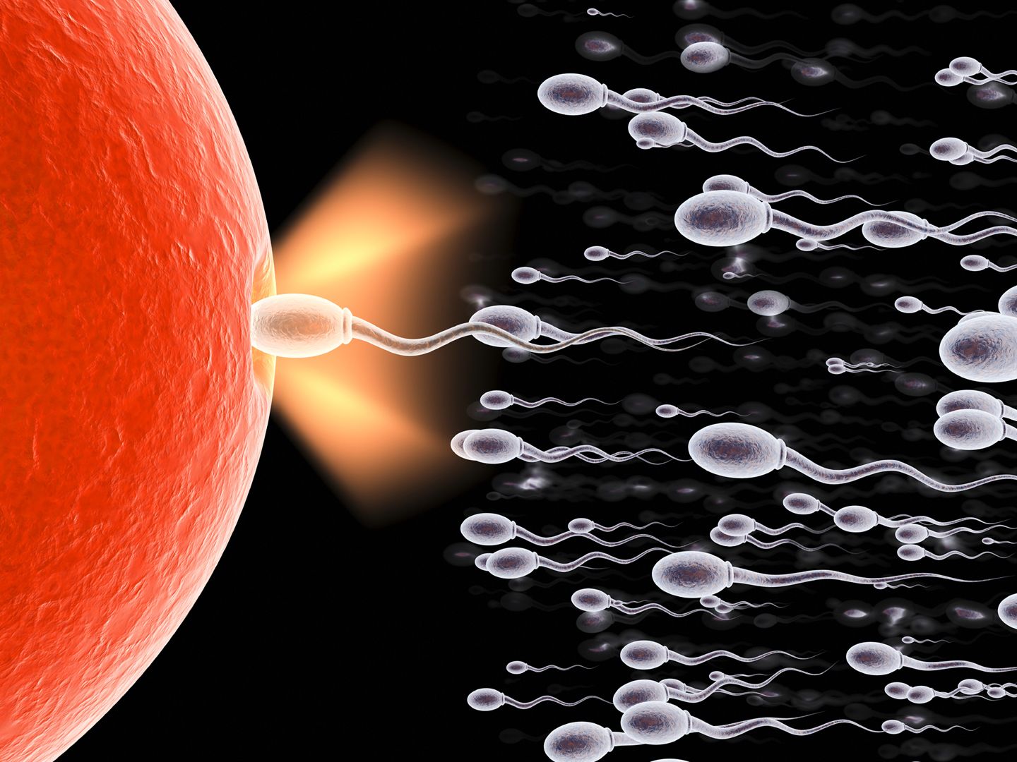 Chất lượng tinh trùng ảnh hưởng trực tiếp đến khả năng thụ thai của nam giới